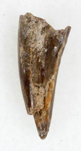 Eryops Tooth From Oklahoma - Giant Permian Amphibian #33555